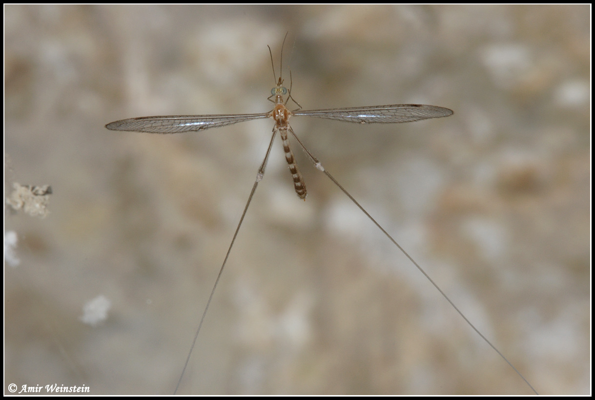 Dielocroce hebraea from Israel